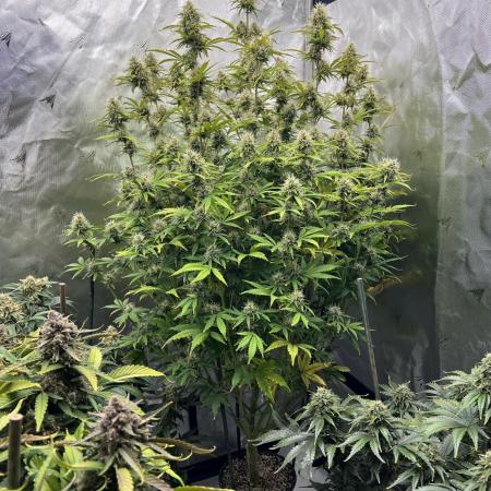 Squirt auto by Humboldt Seed Co