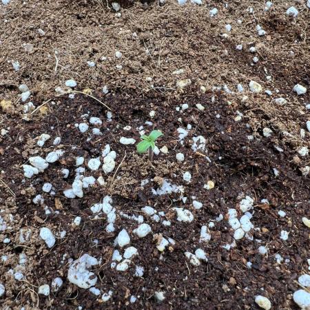 Sorbet Dream auto - Laughing Hyena Seeds