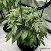 Sowahh Queen auto