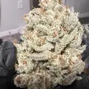 Pound Cake auto by Fast Buds