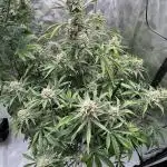 Pound Cake auto by Fast Buds