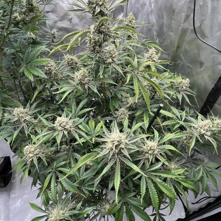 Pound Cake auto by Fast Buds