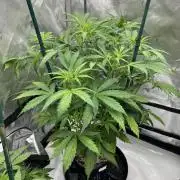 Squirt auto by Humboldt Seed Co