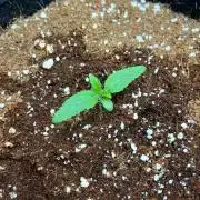 Strawberry Nuggets by Mephisto Genetics