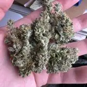 Sorbet Dream auto - Laughing Hyena Seeds