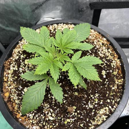 Romulan Kush Auto - Laughing Hyena Seeds