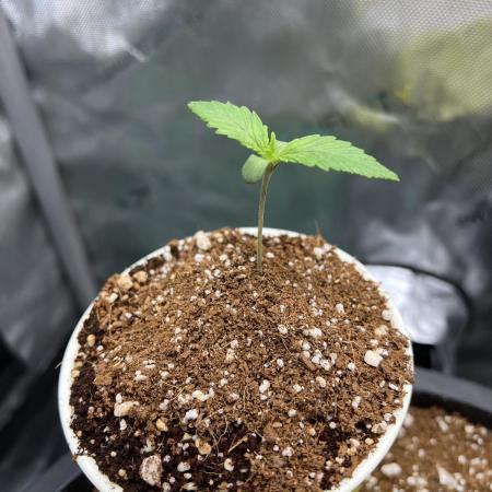Pound Cake auto by Fast Buds