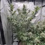 GWK x INB auto freebie - Mephisto