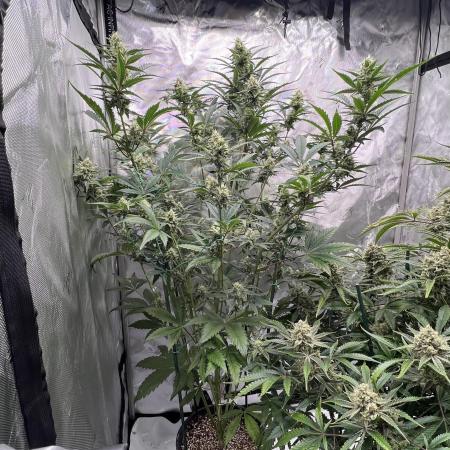 GWK x INB auto freebie - Mephisto