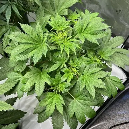 Romulan Kush Auto - Laughing Hyena Seeds