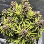 Trying fast buds for the first time