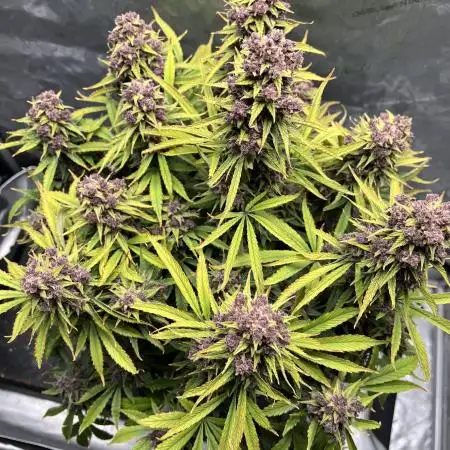 Trying fast buds for the first time