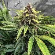 Strawberry Nuggets by Mephisto Genetics