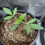 Pound Cake auto by Fast Buds