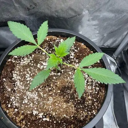 Pound Cake auto by Fast Buds