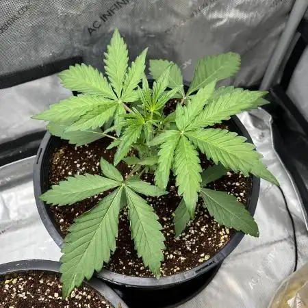 GWK x INB auto freebie - Mephisto