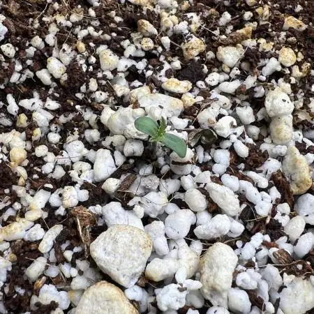 Dead Skunk auto
