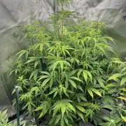 Squirt auto by Humboldt Seed Co