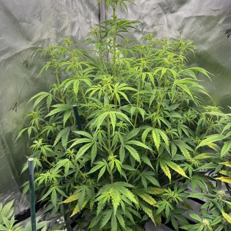 Squirt auto by Humboldt Seed Co