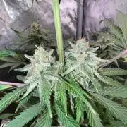 Mango Stick by Laughing Hyena Seeds