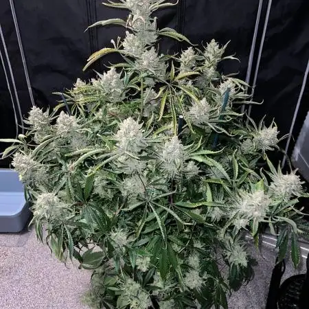 Pound Cake auto by Fast Buds