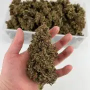 Strawberry Nuggets by Mephisto Genetics