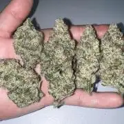 GWK x INB auto freebie - Mephisto