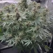 Lil’MOBstar by Laughing Hyena Seeds