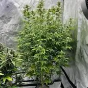 Squirt auto by Humboldt Seed Co