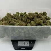 Hubbabubbahaze by Mephisto Genetics