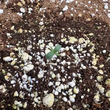 Romulan Kush by Laughing Hyena Seeds