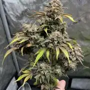 Lil’MOBstar by Laughing Hyena Seeds