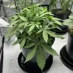 Sorbet Dream auto - Laughing Hyena Seeds