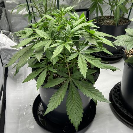 Sorbet Dream auto - Laughing Hyena Seeds