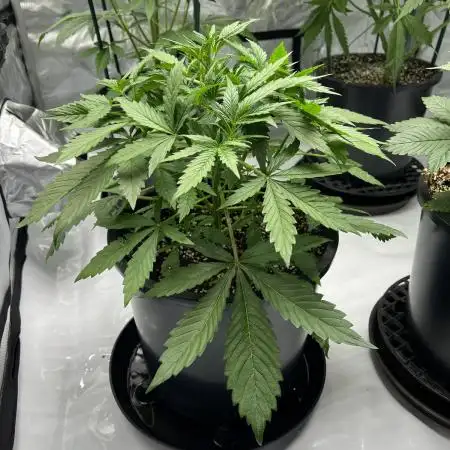 Sorbet Dream auto - Laughing Hyena Seeds