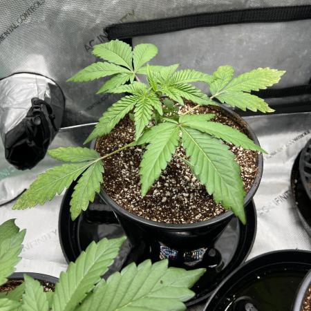 Sowahh Queen auto