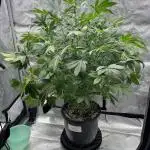 Romulan Kush Auto - Laughing Hyena Seeds
