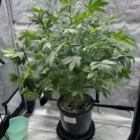Romulan Kush Auto - Laughing Hyena Seeds