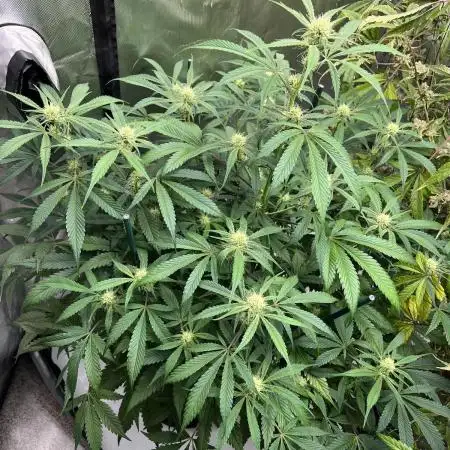 Pound Cake auto by Fast Buds