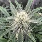 Pound Cake auto by Fast Buds