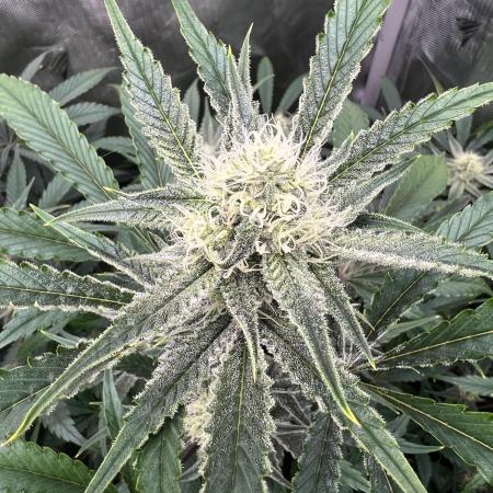 Pound Cake auto by Fast Buds