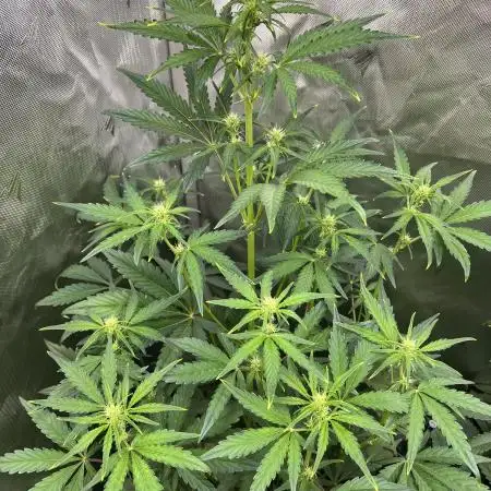 GWK x INB auto freebie - Mephisto