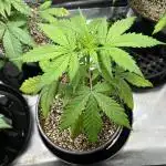 Squirt auto by Humboldt Seed Co