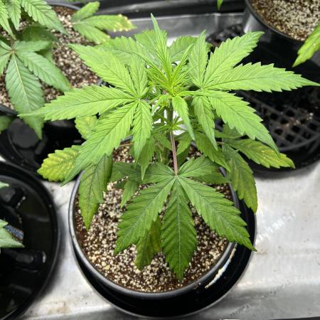 Squirt auto by Humboldt Seed Co