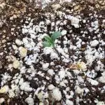Papaya Cookies