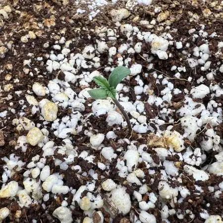 Papaya Cookies