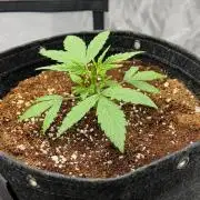 Hubbabubbahaze by Mephisto Genetics