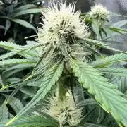 Sowahh Queen auto