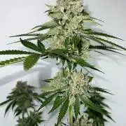 Mango Stick by Laughing Hyena Seeds