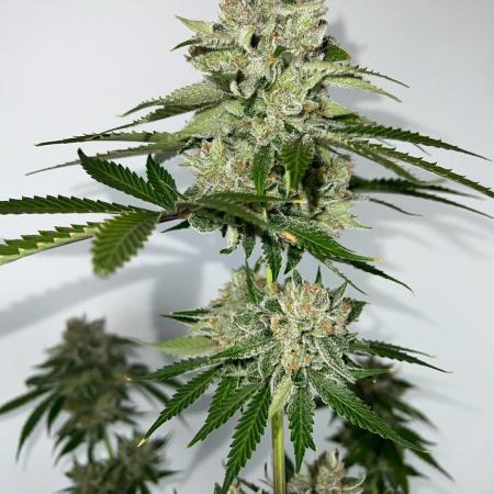 Mango Stick by Laughing Hyena Seeds